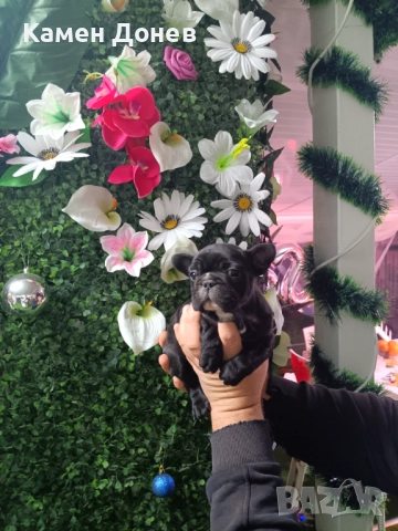 Френски булдог , снимка 9 - Френски булдог - 52906488