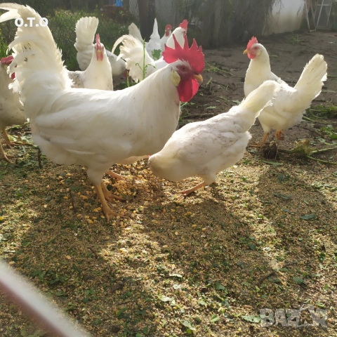 Оплодени яйца Бял Легхорн, снимка 5 - Кокошки и пуйки - 53343569