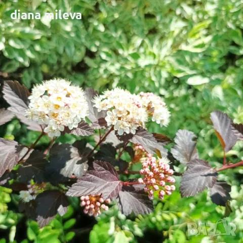 Физокарпус Диабло, Physocarpus Opulifolius Diablo, снимка 8 - Градински цветя и растения - 45688473