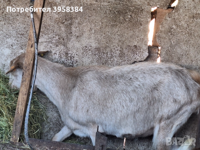 Продавам ялова коза 