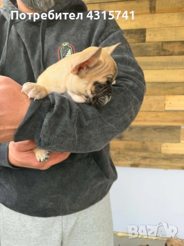 Френски булдог, снимка 4 - Френски булдог - 53222699