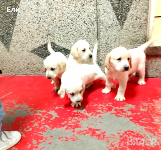 Лабрадор ретривър , снимка 5 - Лабрадор ретривър - 52594915