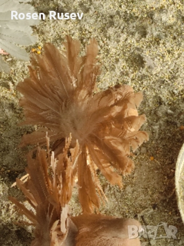 Свободни гълъби 100 бр.Пощи Ардезио гълъби на въртене 