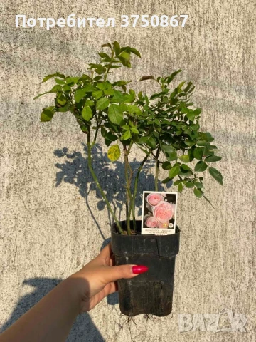 🌹 РОЗА 🌹 Larissa® rose 🌹, снимка 7 - Градински цветя и растения - 51138616