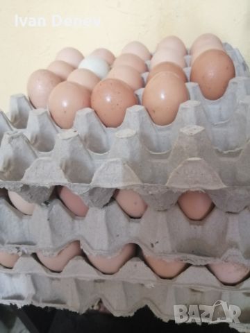 Домашни яйца, снимка 2 - Кокошки и пуйки - 45870998