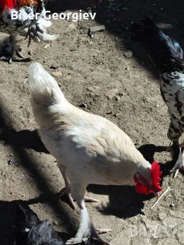 джинки различни цветове млади мъжки и женски , снимка 2 - За птици - 51853244