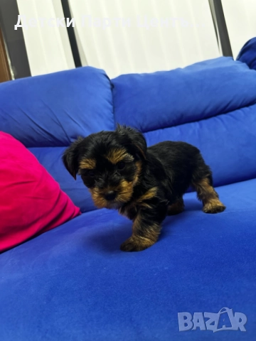 Йоркширски териер, мъжки. Много забавен. Даже вече се изхожда на памперс, е тъй, снимка 3 - Йоркширски териер - 52666968