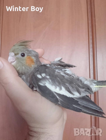 Бебе 3 папагал мъжки корела корели , снимка 11 - Папагали - 53439052