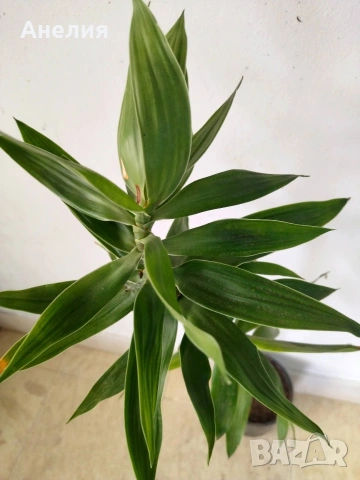 Драцена Ангустифолиа различна, снимка 4 - Стайни растения - 54287321