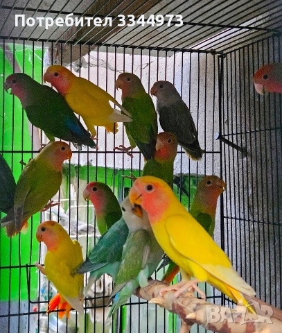 неразделки, снимка 5 - Папагали - 52897576
