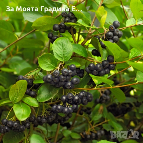 Арония - Растението чудо! , снимка 9 - Градински цветя и растения - 53743992