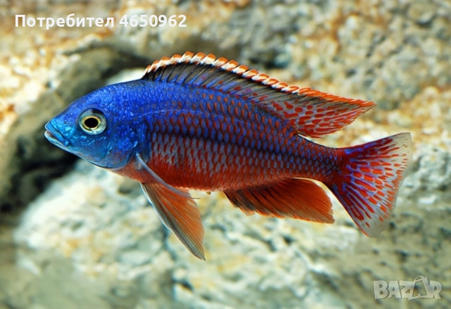 Аквариумни риби, африкански цихлиди от езерото Малави, снимка 18 - Рибки - 52414237