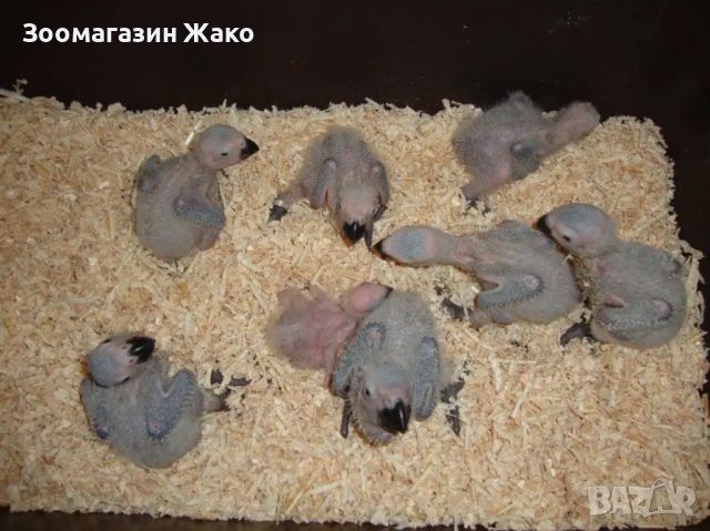 Папагали Кралско жако -ръчно хранени , снимка 8 - Папагали - 46329001