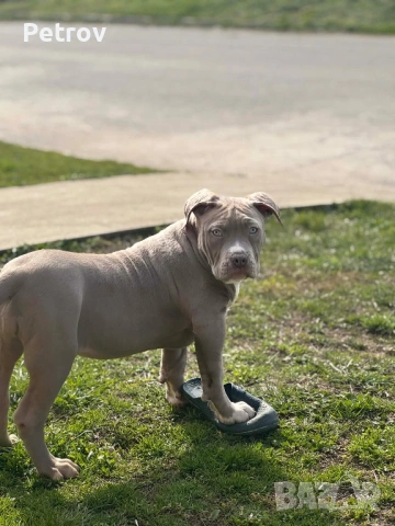 Американско були , снимка 4 - Питбул - 53690899
