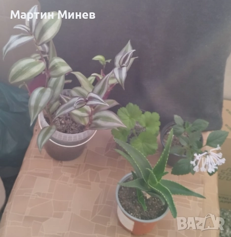 Комплект пет цветя за 20 лв., снимка 2 - Стайни растения - 52480621