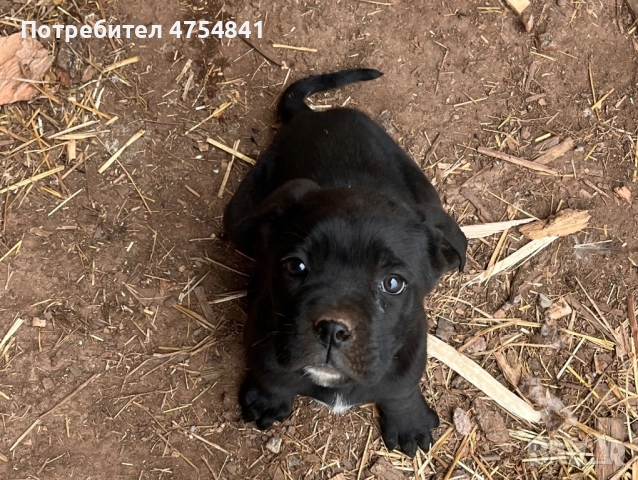 Бебета кане корсо 