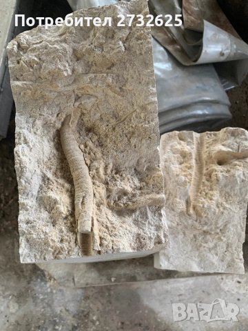 Вкаменелост , снимка 2 - Други - 52533071