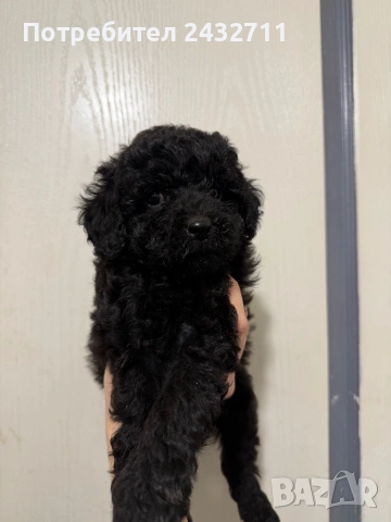 Мини пуделчета, снимка 3 - Пудели - 53724297