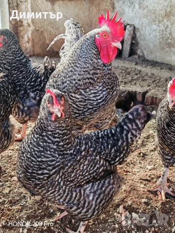 Разплодни яйца от Мехелен, снимка 11 - Кокошки и пуйки - 52938556