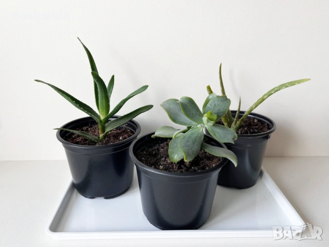 Сукуленти Алое и Красула