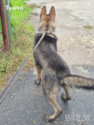 Немска овчарка Сивак за разплод, снимка 2 - Немска овчарка - 52314697