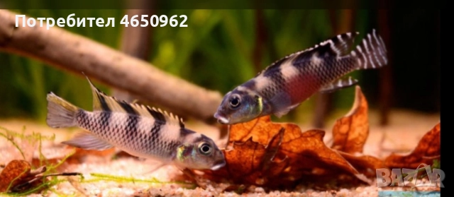 Аквариумни риби, африкански цихлиди от езерото Танганика, снимка 8 - Рибки - 52416463