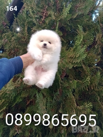 Момче и момиче. Померани. Реални снимки !!! , снимка 4 - Померан - 54149346