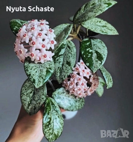 Хоя . Hoya carnosa 'Wilbur Graves'