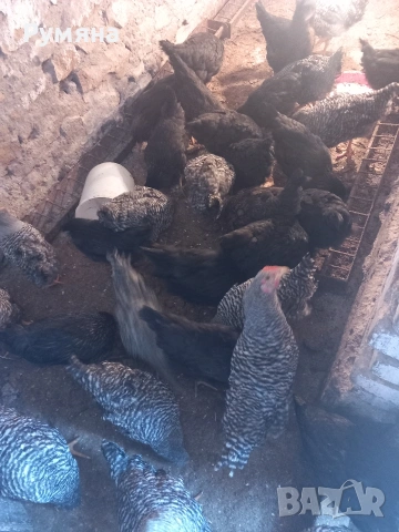 Продавам кокошки,  ярки, пилета, снимка 11 - Кокошки и пуйки - 53643589