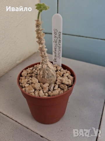 Сукуленти само за ценители, снимка 6 - Стайни растения - 35248161