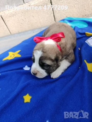 САО-АЛАБАЙ , снимка 4 - Други - 53970663