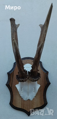 Трофей от сръндак.Рога., снимка 3 - Декорация за дома - 50266634