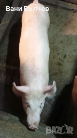 Продавам женско прасе 60 кг, снимка 2 - Прасета - 53918354