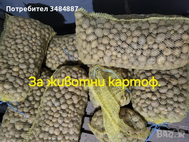 Продавам картоф за ядене, чипс и за животни., снимка 1 - Домашни продукти - 46885545