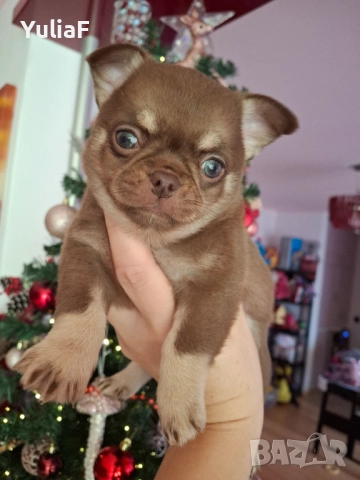 Момче Чихуахуа 