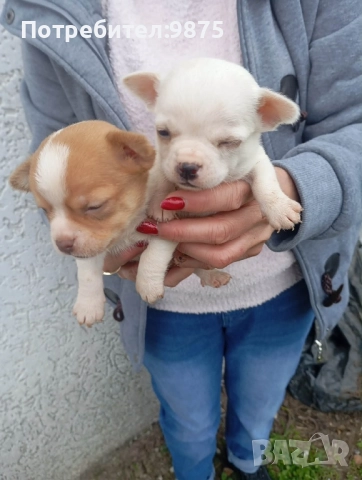 Продавам чихуахуа, снимка 3 - Чихуахуа - 52858942