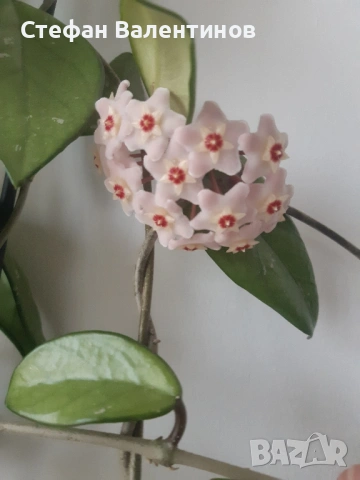 Стайни цветя- комплект Хоя+ Копривка+ Хлорофитум+ Алое , снимка 3 - Стайни растения - 52732600