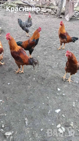 Продавам петли, неми патици-юрдечки., снимка 13 - Патици и гъски - 48682860