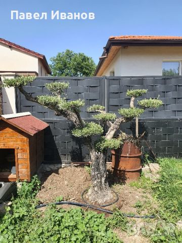 Маслиново дърво за перфектният декор на вашата градина!!!, снимка 1 - Градински цветя и растения - 46413845