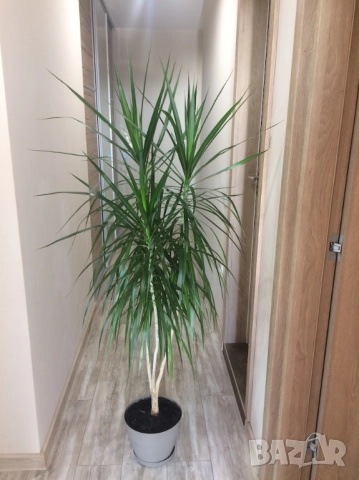 Спатифилум (Женско щастие), Драцена, Хлорофитум, , снимка 2 - Стайни растения - 50815848