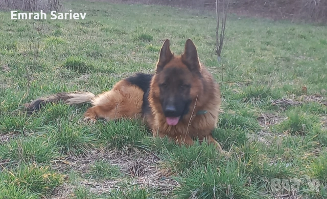 Продавам немска овчарка , снимка 2 - Немска овчарка - 53783791
