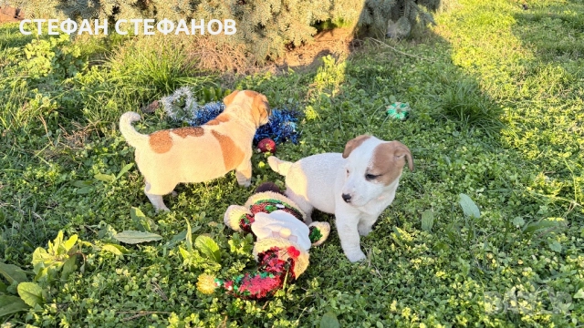 Джак Ръсел , снимка 2 - Джак ръсел териер - 52917744