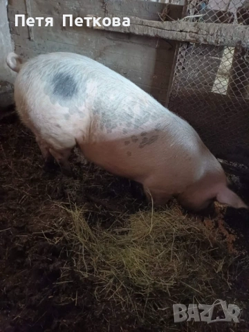 Продавам прасе 