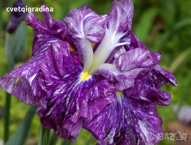 Iris Ensata Persephone(Ирис Енсата Персефона), снимка 1 - Градински цветя и растения - 46114174