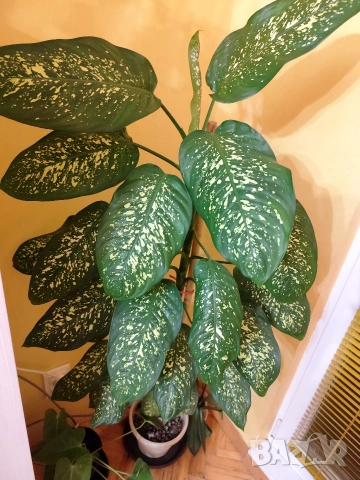 Продавам саксия с декоративно растение Дифенбахия., снимка 6 - Стайни растения - 25209673