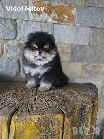 Мини Померан момче 