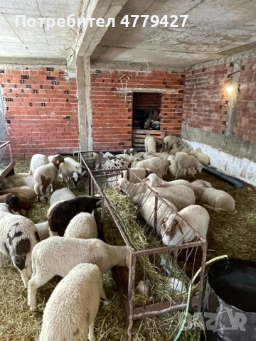 Агнета, снимка 2 - За селскостопански - 53997474