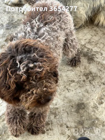 Лагото на 8 месеца научена да търси и прави апорт.Търси ново семейство!, снимка 5 - Други - 50008473