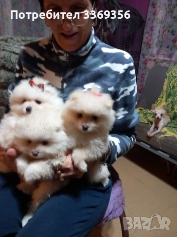 продавам малки мини померани , снимка 9 - Померан - 53351761