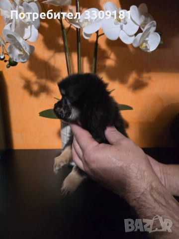 Чихуахуа , снимка 5 - Чихуахуа - 52391990